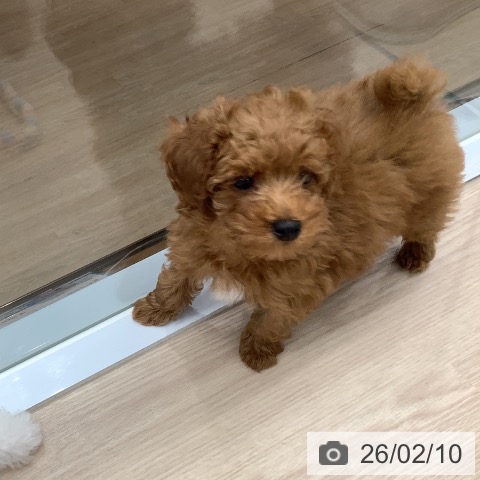 埼玉県のトイプードル(トイ) (ペットプラス 川口店/2025年11月24日生まれ/男の子/レッド)の子犬の3枚目の画像