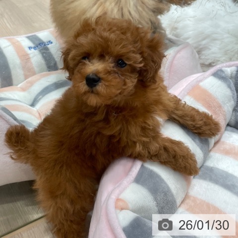 千葉県のトイプードル(トイ) (ペットプラス ユーカリが丘店/2025年11月24日生まれ/女の子/レッド)の子犬の3枚目の画像