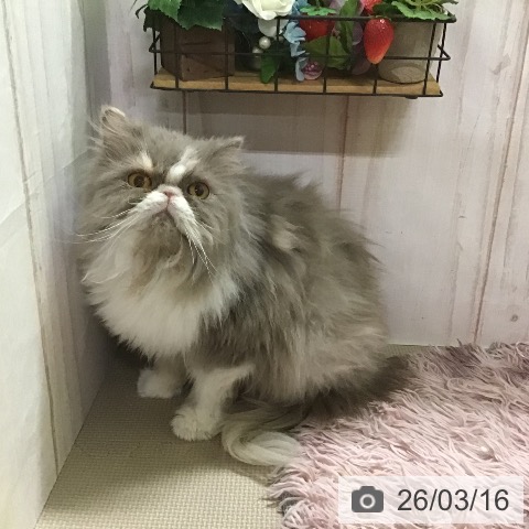 エキゾチック・ロングヘアの写真