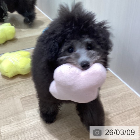 トイ・プードルの写真