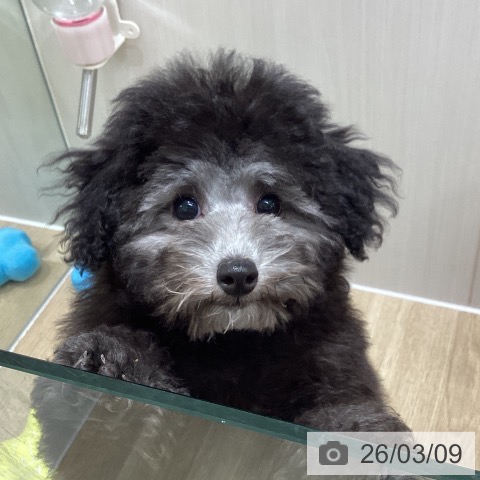 トイ・プードルの写真