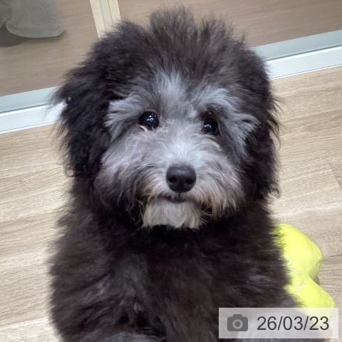 トイ・プードルの写真