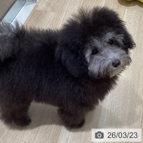 トイ・プードルの写真