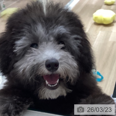 トイ・プードルの写真