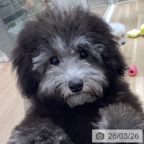 トイ・プードルの写真