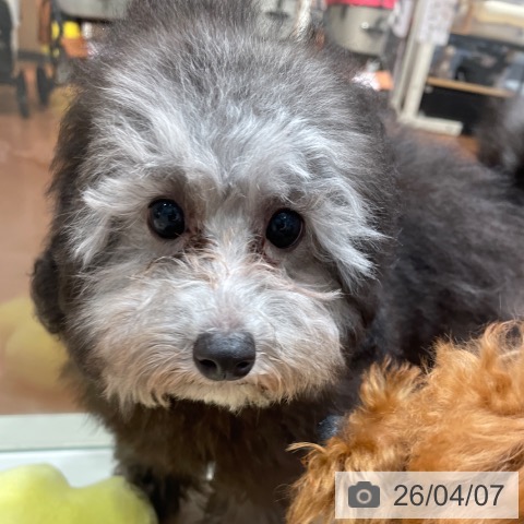 千葉県のトイプードル(トイ) (ペットプラス 木更津店/2025年11月27日生まれ/女の子/シルバー)の子犬の3枚目の画像