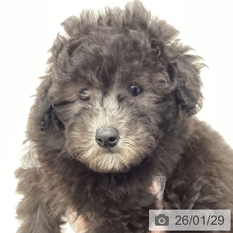 千葉県のトイプードル(トイ) (ペットプラス 成田店/2025年11月27日生まれ/女の子/シルバー)の子犬の4枚目の画像