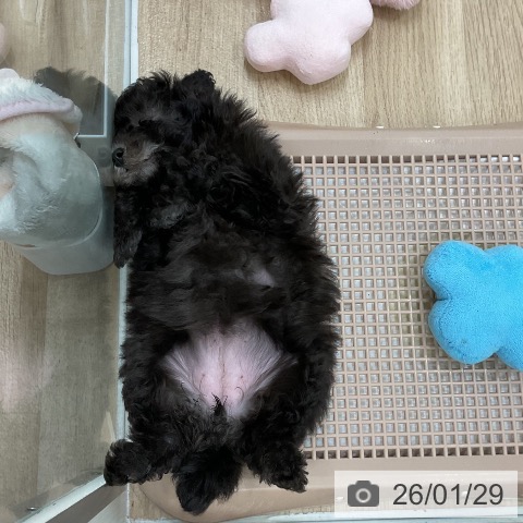 トイ・プードルの写真