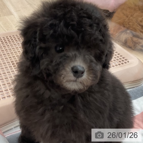 福岡県のトイプードル(トイ) (ペットプラス 八幡東店/2025年11月27日生まれ/女の子/シルバー)の子犬の4枚目の画像