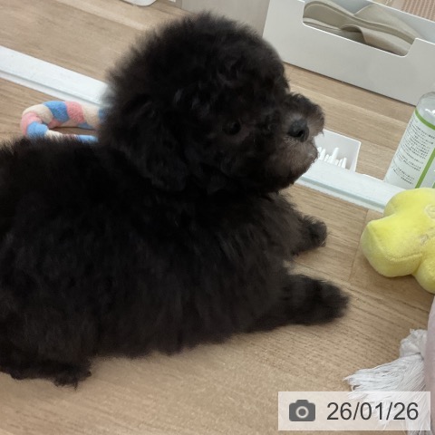福岡県のトイプードル(トイ) (ペットプラス 八幡東店/2025年11月27日生まれ/女の子/シルバー)の子犬の3枚目の画像