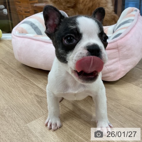 福岡県のフレンチブルドッグ (ペットプラス 香椎浜店/2025年11月24日生まれ/男の子/パイド)の子犬の4枚目の画像