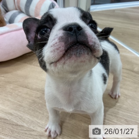 福岡県のフレンチブルドッグ (ペットプラス 香椎浜店/2025年11月24日生まれ/男の子/パイド)の子犬の3枚目の画像