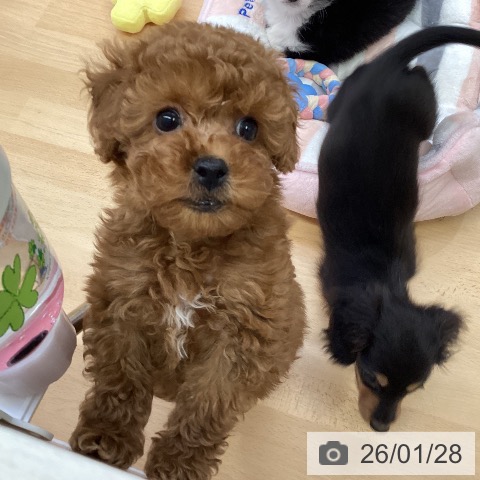 福岡県のトイプードル(トイ) (ペットプラス MARK IS 福岡ももち店/2025年11月23日生まれ/男の子/レッド)の子犬の4枚目の画像