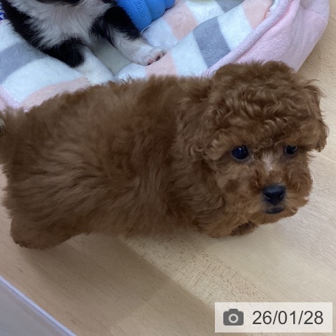 福岡県のトイプードル(トイ) (ペットプラス MARK IS 福岡ももち店/2025年11月23日生まれ/男の子/レッド)の子犬の3枚目の画像
