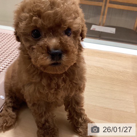 鹿児島県のトイプードル(トイ) (ペットプラス 姶良店/2025年11月23日生まれ/男の子/レッド)の子犬の4枚目の画像