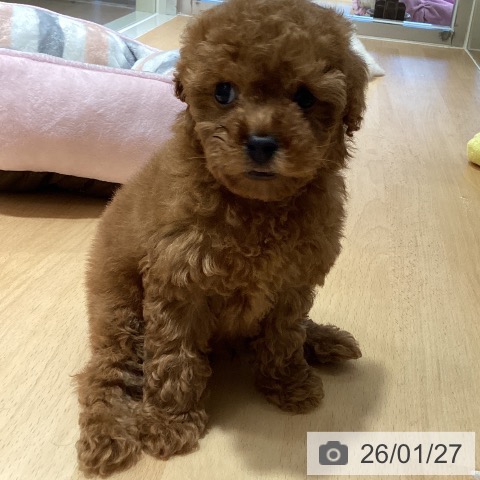 鹿児島県のトイプードル(トイ) (ペットプラス 姶良店/2025年11月23日生まれ/男の子/レッド)の子犬の3枚目の画像