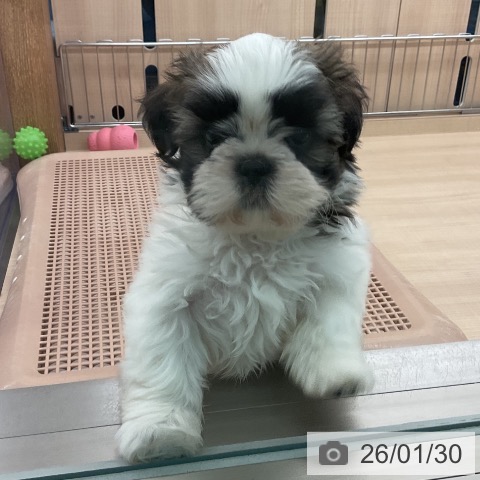 シー・ズーの写真