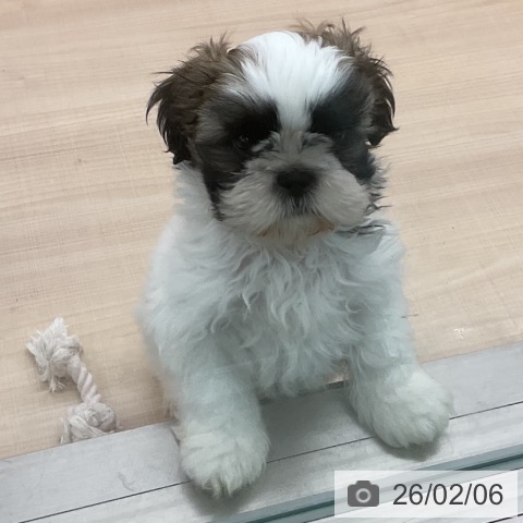 東京都のシーズー (ペッツワン 南砂町SUNAMO店/2025年11月25日生まれ/男の子/ホワイトゴールド)の子犬の4枚目の画像