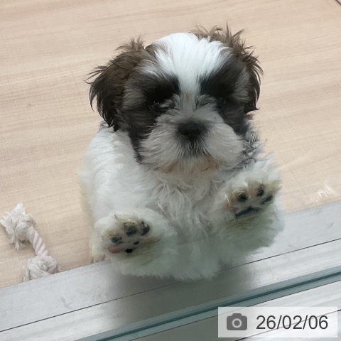 東京都のシーズー (ペッツワン 南砂町SUNAMO店/2025年11月25日生まれ/男の子/ホワイトゴールド)の子犬の3枚目の画像