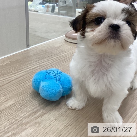 長崎県のシーズー (ペットプラス 長崎店/2025年11月25日生まれ/女の子/ホワイトゴールド)の子犬の4枚目の画像