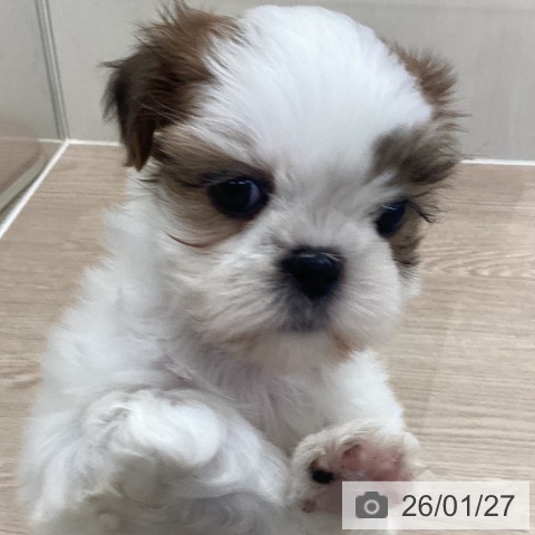 長崎県のシーズー (ペットプラス 長崎店/2025年11月25日生まれ/女の子/ホワイトゴールド)の子犬の3枚目の画像