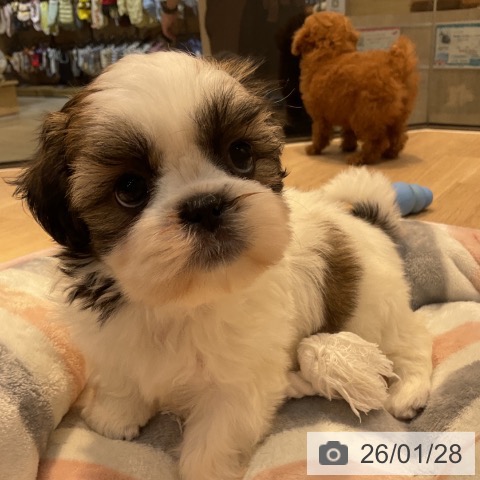 東京都のシーズー (ペットプラス アクアシティお台場店/2025年11月25日生まれ/女の子/ホワイトゴールド)の子犬の3枚目の画像