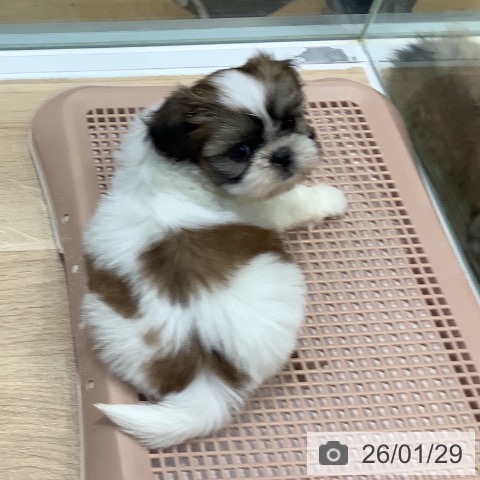 埼玉県のシーズー (ペットプラス ららぽーと新三郷店/2025年11月25日生まれ/女の子/ホワイトゴールド)の子犬の4枚目の画像