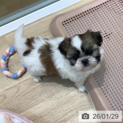 埼玉県のシーズー (ペットプラス ららぽーと新三郷店/2025年11月25日生まれ/女の子/ホワイトゴールド)の子犬の3枚目の画像