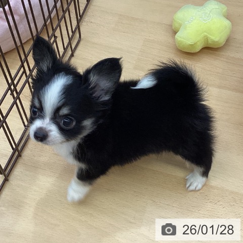 福岡県のチワワ(ロング) (ペットプラス MARK IS 福岡ももち店/2025年11月26日生まれ/男の子/ブラックタンホワイト)の子犬の4枚目の画像