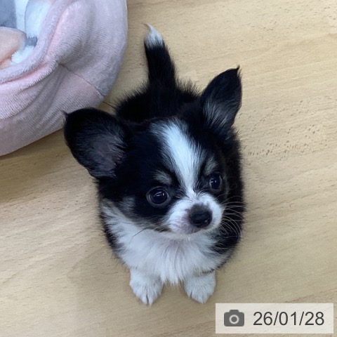福岡県のチワワ(ロング) (ペットプラス MARK IS 福岡ももち店/2025年11月26日生まれ/男の子/ブラックタンホワイト)の子犬の3枚目の画像