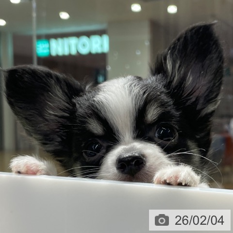 福岡県のチワワ(ロング) (ペットプラス MARK IS 福岡ももち店/2025年11月26日生まれ/男の子/ブラックタンホワイト)の子犬の3枚目の画像