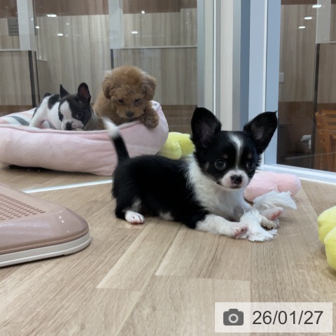 福岡県のチワワ(ロング) (ペットプラス 香椎浜店/2025年11月26日生まれ/男の子/ブラックタンホワイト)の子犬の4枚目の画像