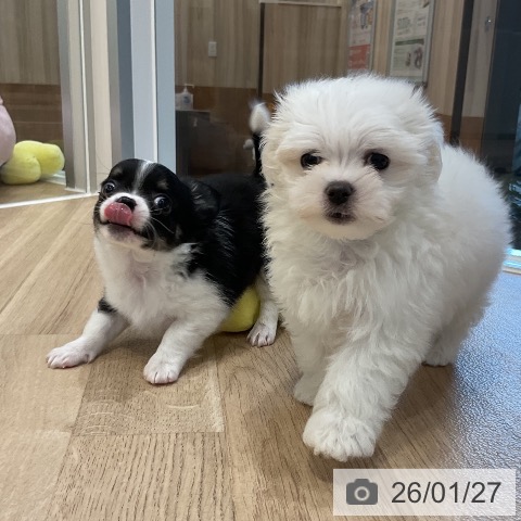 福岡県のチワワ(ロング) (ペットプラス 香椎浜店/2025年11月26日生まれ/男の子/ブラックタンホワイト)の子犬の3枚目の画像