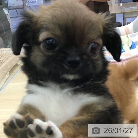 福岡県のチワワ(ロング) (ペットプラス 春日店/2025年11月26日生まれ/女の子/レッドホワイト)の子犬の4枚目の画像