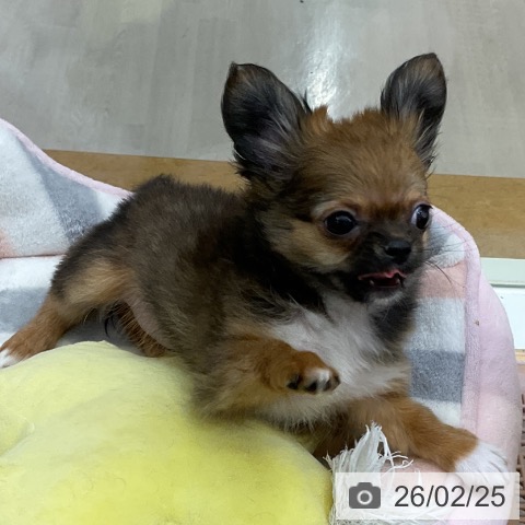 福岡県のチワワ(ロング) (ペットプラス 福岡店/2025年11月26日生まれ/女の子/レッドホワイト)の子犬の3枚目の画像