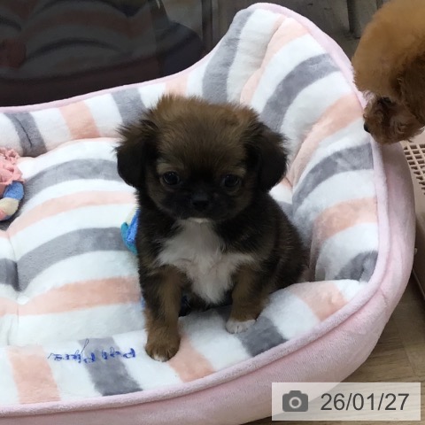 福岡県のチワワ(ロング) (ペットプラス 春日店/2025年11月26日生まれ/女の子/レッドホワイト)の子犬の3枚目の画像