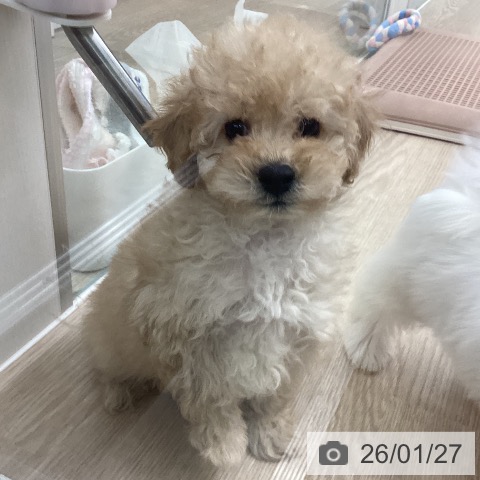 長崎県のトイプードル(トイ) (ペットプラス 長崎店/2025年11月25日生まれ/男の子/アプリコット)の子犬の4枚目の画像