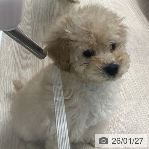 長崎県のトイプードル(トイ) (ペットプラス 長崎店/2025年11月25日生まれ/男の子/アプリコット)の子犬の3枚目の画像