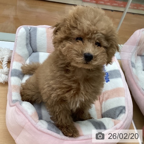 福岡県のトイプードル(トイ) (ペットプラス 黒崎店/2025年11月25日生まれ/男の子/アプリコット)の子犬の4枚目の画像