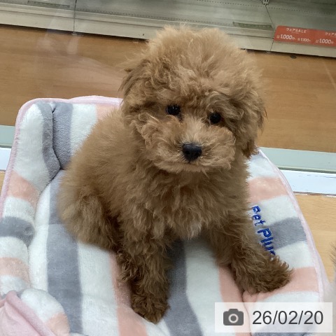 福岡県のトイプードル(トイ) (ペットプラス 黒崎店/2025年11月25日生まれ/男の子/アプリコット)の子犬の3枚目の画像
