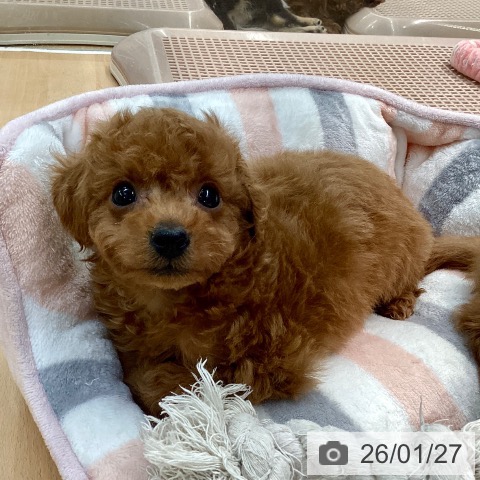 熊本県のトイプードル(トイ) (ペットプラス 熊本店/2025年11月27日生まれ/男の子/レッド)の子犬の4枚目の画像