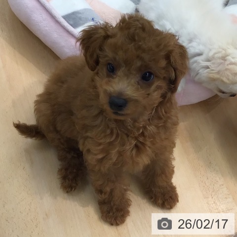 熊本県のトイプードル(トイ) (ペットプラス 熊本店/2025年11月27日生まれ/男の子/レッド)の子犬の3枚目の画像