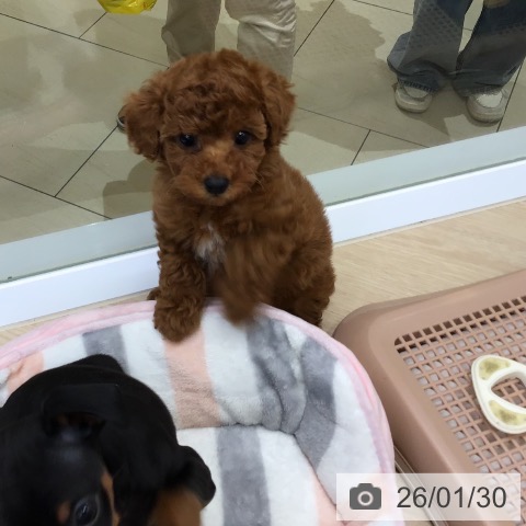 沖縄県のトイプードル(トイ) (ペットプラス 沖縄ライカム店/2025年11月27日生まれ/女の子/レッド)の子犬の4枚目の画像