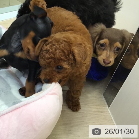 沖縄県のトイプードル(トイ) (ペットプラス 沖縄ライカム店/2025年11月27日生まれ/女の子/レッド)の子犬の3枚目の画像