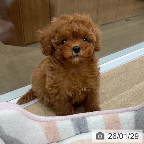 トイ・プードルの写真