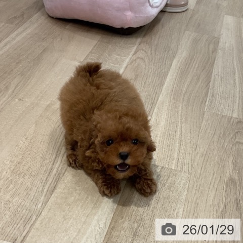 トイ・プードルの写真