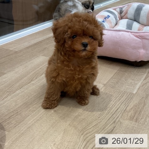 トイ・プードルの写真