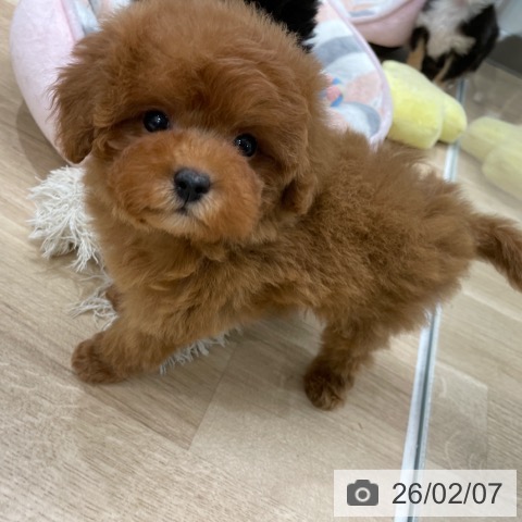 トイ・プードルの写真