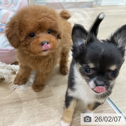 トイ・プードルの写真