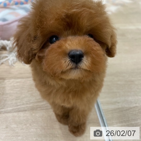 トイ・プードルの写真